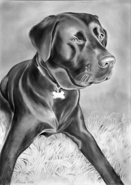 portret psa suchym pędzlem dry brush dog portrait