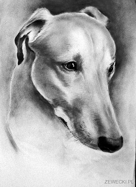portret psa suchym pędzlem portret psa 2